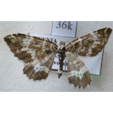 Rheumaptera subhastata (Nolcken, 1870) Paśnik włóczniak Finland36k